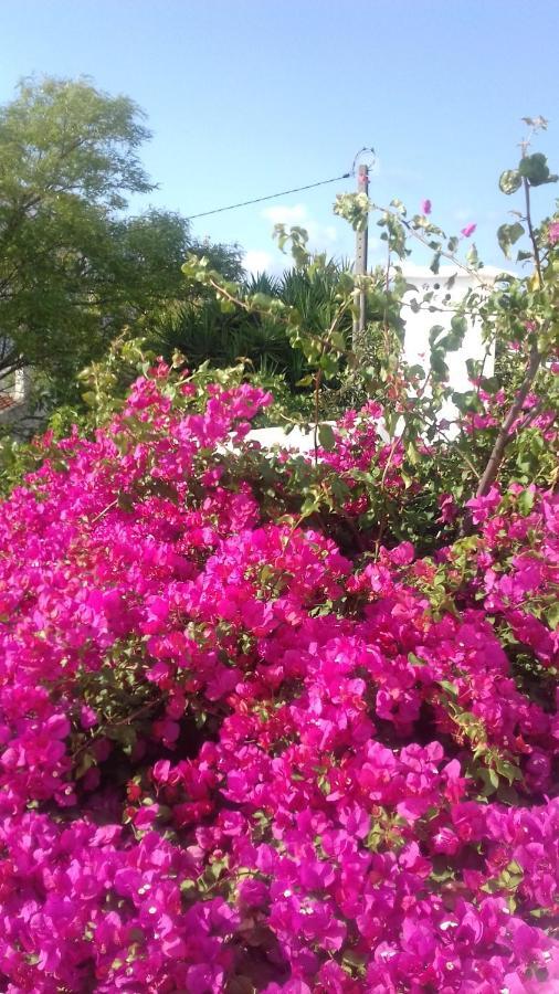 Pensao Algarve Bed & Breakfast São Brás de Alportel Eksteriør bilde